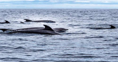 A pod of dolphins swimming gracefully in calm ocean waters under a cloudy sky.