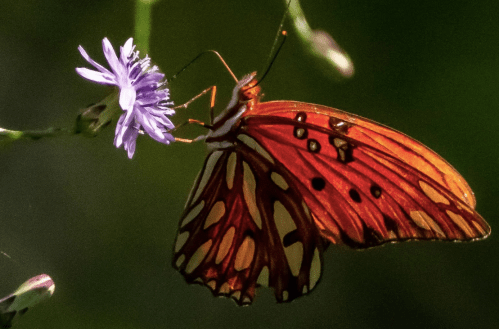 A vibrant orange butterfly with black spots perched on a delicate purple flower against a blurred green background.