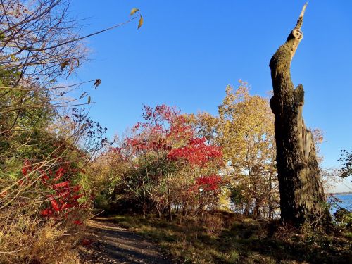 A scenic path lined with colorful autumn foliage and a tall, weathered tree against a clear blue sky.