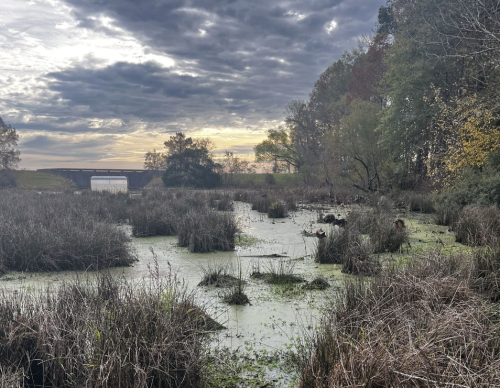 A serene wetland scene with tall grasses, a cloudy sky, and a distant bridge reflecting the calm of nature.