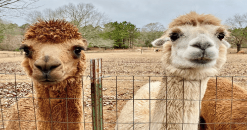 Two friendly llamas peek through a fence in a grassy field, surrounded by trees and a cloudy sky.