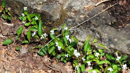 A cluster of small white flowers growing near a rocky surface, surrounded by green leaves and dry leaves on the ground.