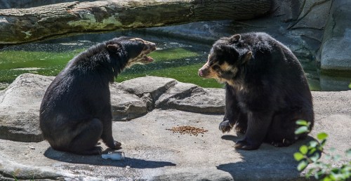 Two bears sit on a rock near a pond, one appears to be vocalizing while the other looks on.