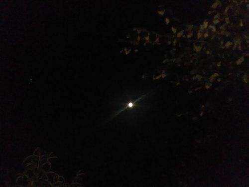 A bright moon shines in a dark night sky, surrounded by silhouettes of tree branches.