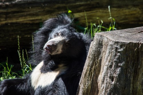 A black bear with a distinctive white chest patch relaxes beside a tree stump in a grassy area.