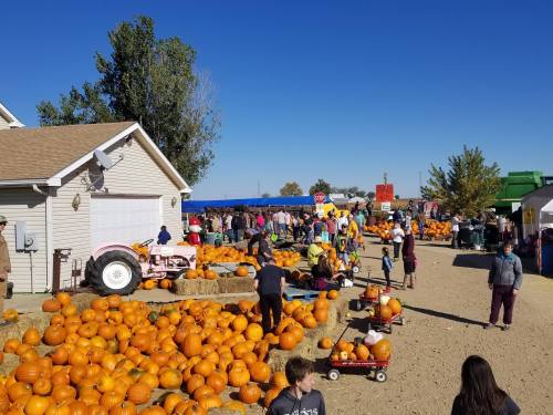 A bustling pumpkin patch with people browsing and selecting pumpkins under a clear blue sky.