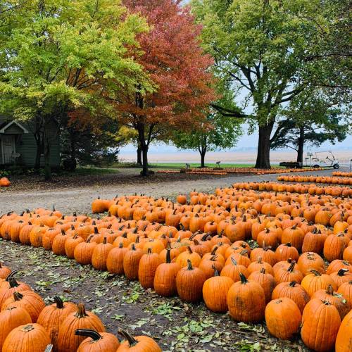A pumpkin patch with rows of bright orange pumpkins surrounded by trees in autumn foliage.