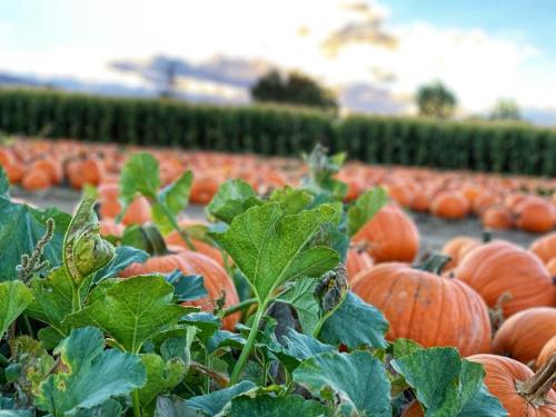 A field of orange pumpkins surrounded by green leaves under a cloudy sky.