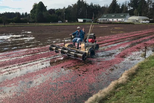 A person operates a machine in a flooded cranberry field, surrounded by rows of floating cranberries.