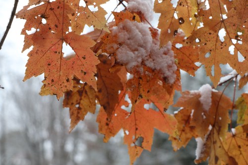 Close-up of orange and brown autumn leaves dusted with snow against a blurred winter background.