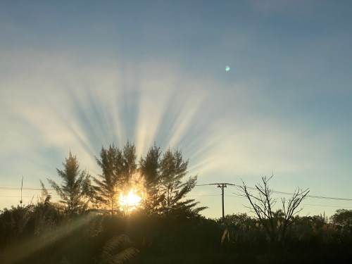Sunrise behind silhouetted trees, casting rays of light against a clear sky with a hint of clouds.
