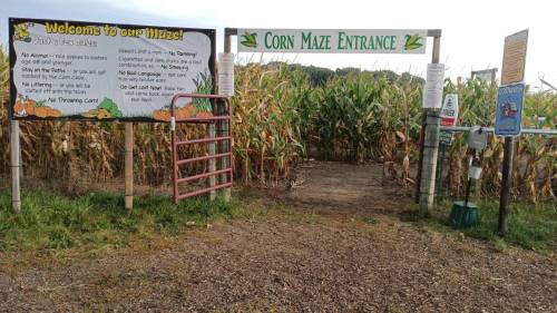 Entrance to a corn maze with signs and a gate, surrounded by tall corn plants on either side.