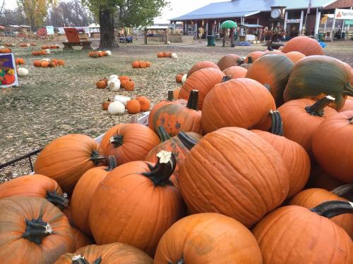 A pile of orange pumpkins in a farm setting, with more pumpkins scattered in the background and a rustic building nearby.