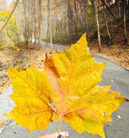 A hand holds a large, vibrant yellow leaf against a backdrop of a winding path through autumn trees.