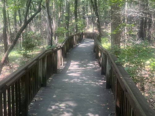 A wooden boardwalk winding through a lush green forest, dappled sunlight filtering through the trees.