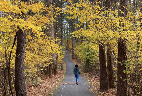 A person walks along a winding path surrounded by trees with vibrant yellow leaves in autumn.