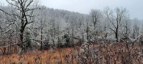 A snowy landscape with bare trees and a grassy foreground, set against a misty, overcast background.