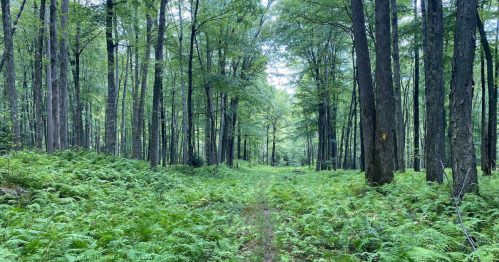 A serene forest scene with tall trees and a lush green undergrowth, featuring a narrow dirt path through the ferns.