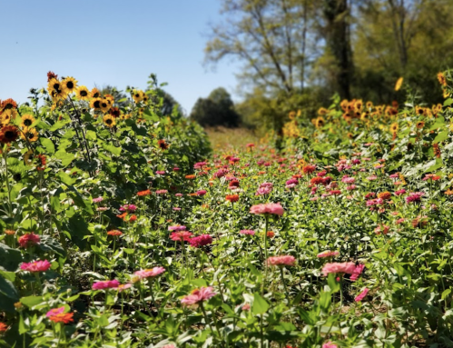 A vibrant field of pink and yellow flowers, including sunflowers, under a clear blue sky.