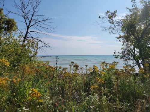 A serene view of a lake surrounded by vibrant wildflowers and trees under a clear blue sky.