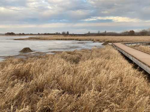 A serene landscape featuring tall golden grasses, a calm water body, and a wooden walkway under a cloudy sky.