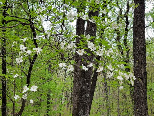 White flowers bloom on trees amidst vibrant green leaves in a lush forest setting.