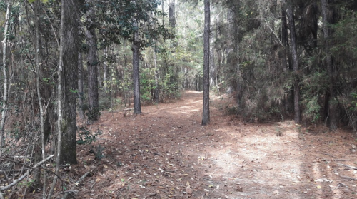 A serene forest path lined with tall trees and scattered pine needles on the ground, inviting exploration.