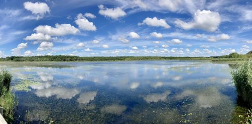 A serene lake reflecting fluffy clouds and blue sky, surrounded by lush greenery and tall grasses.