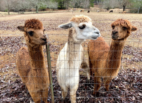 Three llamas stand by a fence, surrounded by fallen leaves, with a grassy field and other animals in the background.