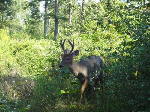 A deer with antlers stands among lush greenery in a forested area.