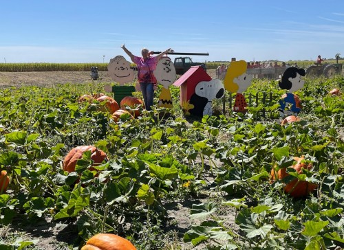 A person poses among pumpkins and Peanuts characters in a sunny pumpkin patch.