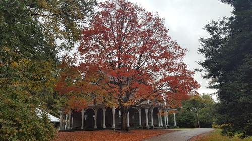 A large tree with vibrant red leaves stands near a building, surrounded by autumn foliage on a cloudy day.