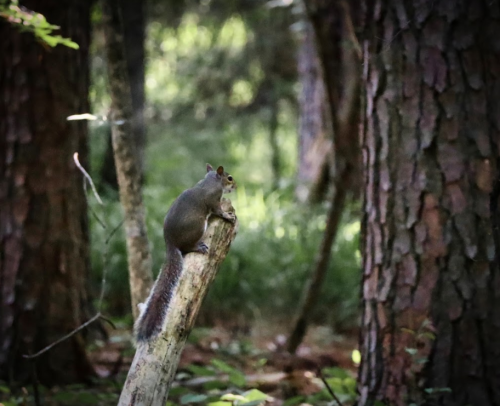 A squirrel perched on a log in a lush forest, surrounded by tall trees and greenery.