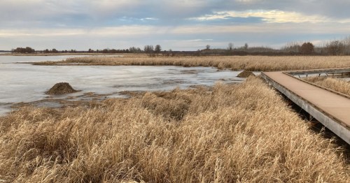 A serene landscape featuring tall grasses by a calm waterway, with a wooden path leading through the marshy area.