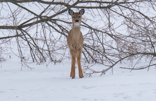 A deer stands in a snowy landscape, partially obscured by bare branches.