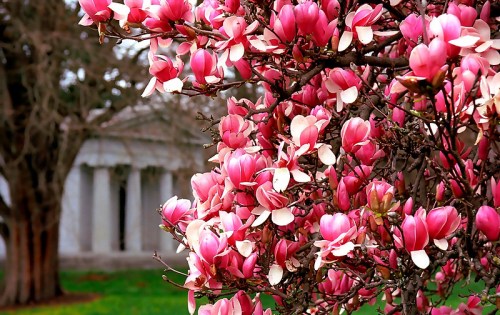 A close-up of pink magnolia blossoms against a blurred background of a classical building and trees.