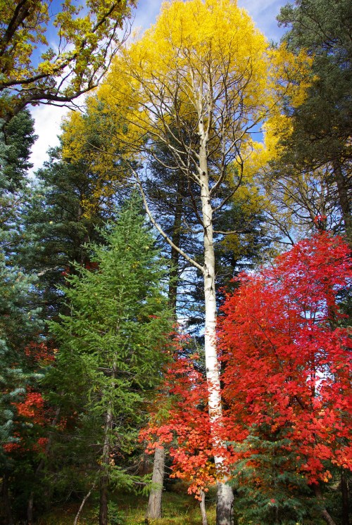 A vibrant forest scene featuring tall trees with yellow leaves, surrounded by green pines and red foliage.