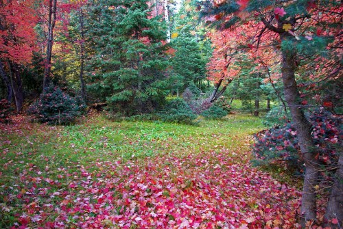 A vibrant forest scene with colorful autumn leaves covering the ground and trees in shades of red and green.