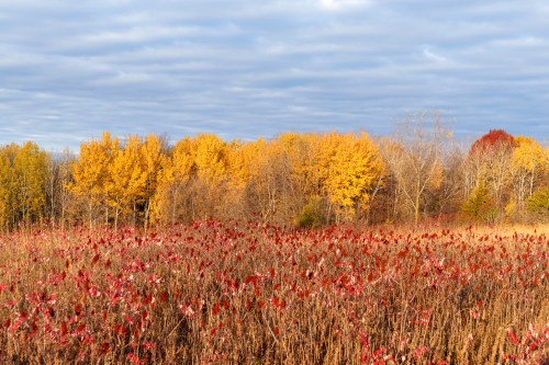 A vibrant autumn landscape featuring red foliage in the foreground and golden trees against a cloudy sky.