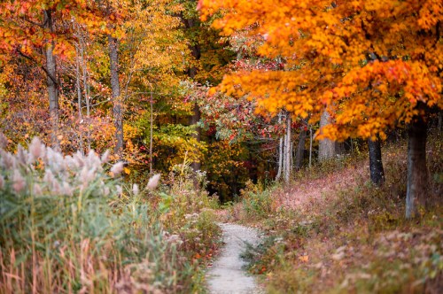 A winding path through a vibrant autumn forest with orange and yellow leaves.