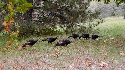 A group of wild turkeys foraging in a grassy area under trees, surrounded by fallen leaves.