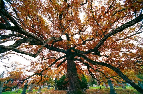 A large, sprawling tree with vibrant autumn leaves in a cemetery, surrounded by gravestones and greenery.