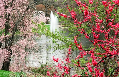 A serene pond surrounded by blooming pink and red trees, with a fountain gently spraying water in the background.