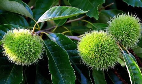 Three spiky green chestnut burrs on a branch surrounded by glossy green leaves.