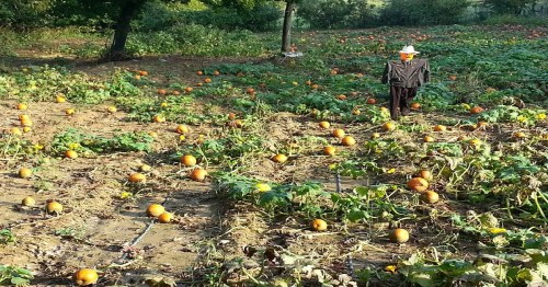A pumpkin patch with scattered pumpkins and a scarecrow standing among the vines under a clear sky.