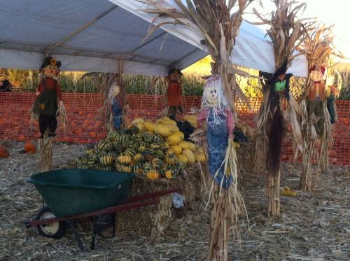 A fall scene with scarecrows, pumpkins, and gourds under a tent, surrounded by straw and a wheelbarrow.