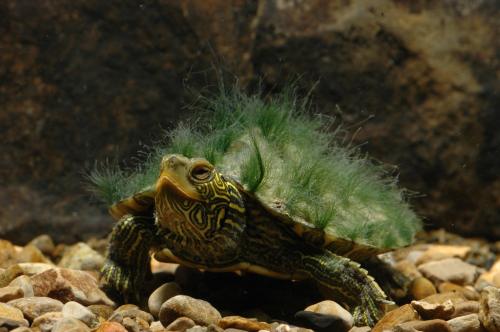 A turtle with a green, moss-like growth on its shell, resting on pebbles in an aquarium setting.