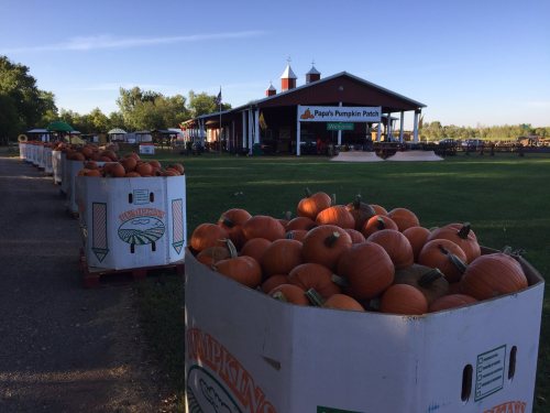 A row of boxes filled with pumpkins in front of a pumpkin patch building under a clear blue sky.