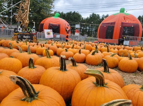 A pumpkin patch filled with orange pumpkins, with large inflatable pumpkins in the background under a cloudy sky.
