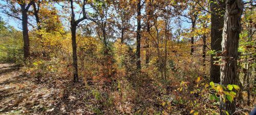A vibrant autumn forest with colorful leaves and a clear blue sky, showcasing a peaceful natural landscape.